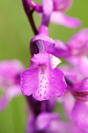 Orchis morio. Orchid in nature in the Czech Republic. Wild nature. A very rare plant. Plant photographed in the morning. The sun in the photo. Beautiful nature. Wild orchids on the morning meadow. Natの写真素材