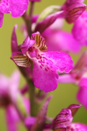 Orchis morio. Orchid in nature in the Czech Republic. Wild nature. A very rare plant. Plant photographed in the morning. The sun in the photo. Beautiful nature. Wild orchids on the morning meadow. Natの写真素材