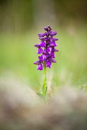 Orchis morio. Orchid in nature in the Czech Republic. Wild nature. A very rare plant. Plant photographed in the morning. The sun in the photo. Beautiful nature. Wild orchids on the morning meadow. Natの写真素材
