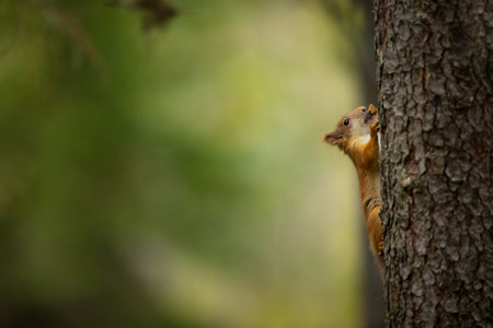 Squirrel. The squirrel was photographed in the Finland. Squirrel is a medium-sized rodent. Inhabiting a wide territory ranging from Western Europe to Eastern Asia. Free nature. Beautiful picture. Theの写真素材