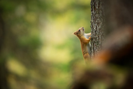 Squirrel. The squirrel was photographed in the Finland. Squirrel is a medium-sized rodent. Inhabiting a wide territory ranging from Western Europe to Eastern Asia. Free nature. Beautiful picture. Theの写真素材