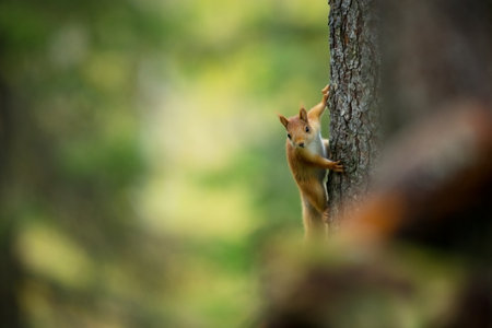Squirrel. The squirrel was photographed in the Finland. Squirrel is a medium-sized rodent....