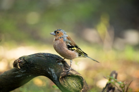 Fringilla coelebs. Photographed in the Finland. Spring nature. From bird life. Bird on the tree. Green Tree. Beautiful picture. The wild nature of the Finland. Europe. Finland. Spring. Forest. Finlandの写真素材