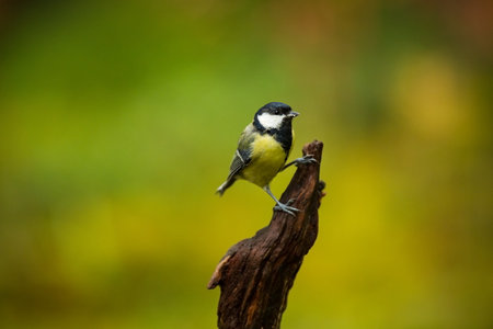 Parus major. Wildlife of Finland. Beautiful picture. Karelia. From bird life. Free nature. Scandinavia. European nature. Little bird. Expanded throughout Europe.の写真素材