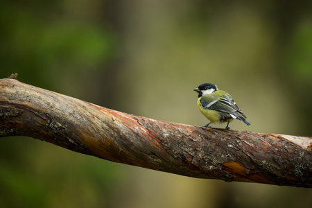 Parus major. Wildlife of Finland. Beautiful picture. Karelia. From bird life. Free nature. Scandinavia. European nature. Little bird. Expanded throughout Europe.の写真素材