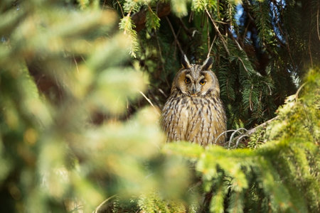 Asio otus. Expanded throughout Europe. Photographed in the Czech Republic. From Owl`s Life. Nature. Owl. Beautiful owl photo. Owl on the tree. Free nature. The wild nature of the Czech Republic. Long-の写真素材