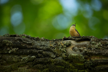 Eurasian Nuthatch, Sitta europaea, beautiful yellow and blue-gray songbird sitting on the branch,...