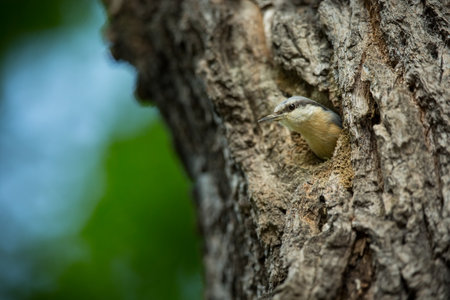 Eurasian Nuthatch, Sitta europaea, beautiful yellow and blue-gray songbird sitting on the branch, bird in the nature forest habitat, Czech Republic. Sitta europaea. He lives throughout Europe. Wild nの写真素材