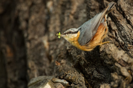 Eurasian Nuthatch, Sitta europaea, beautiful yellow and blue-gray songbird sitting on the branch, bird in the nature forest habitat, Czech Republic. Sitta europaea. He lives throughout Europe. Wild nの写真素材