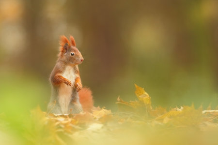 Squirrel. The squirrel was photographed in the Czech Republic. Squirrel is a medium-sized rodent. Inhabiting a wide territory ranging from Western Europe to Eastern Asia. Free nature. Beautiful picturの写真素材