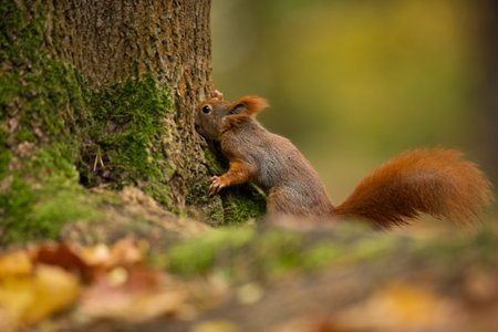 Squirrel. The squirrel was photographed in the Czech Republic. Squirrel is a medium-sized rodent. Inhabiting a wide territory ranging from Western Europe to Eastern Asia. Free nature. Beautiful picturの写真素材