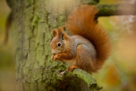 Squirrel. The squirrel was photographed in the Czech Republic. Squirrel is a medium-sized rodent. Inhabiting a wide territory ranging from Western Europe to Eastern Asia. Free nature. Beautiful picturの写真素材