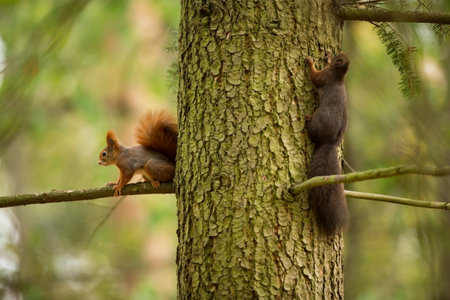 Squirrel. The squirrel was photographed in the Czech Republic. Squirrel is a medium-sized rodent. Inhabiting a wide territory ranging from Western Europe to Eastern Asia. Free nature. Beautiful picturの写真素材