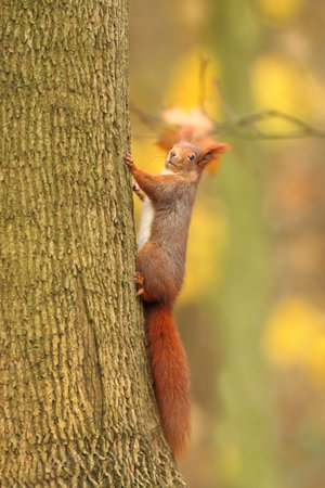 Squirrel. The squirrel was photographed in the Czech Republic. Squirrel is a medium-sized rodent. Inhabiting a wide territory ranging from Western Europe to Eastern Asia. Free nature. Beautiful picturの写真素材