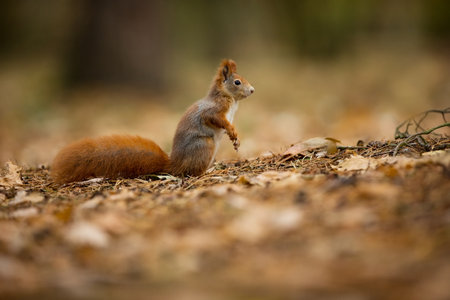 Squirrel. The squirrel was photographed in the Czech Republic. Squirrel is a medium-sized rodent....