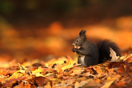 Squirrel. The squirrel was photographed in the Czech Republic. Squirrel is a medium-sized rodent. Inhabiting a wide territory ranging from Western Europe to Eastern Asia. Free nature. Beautiful picturの写真素材