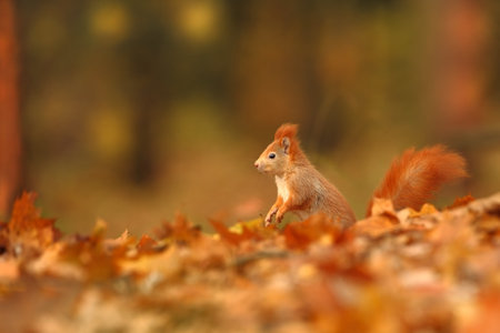 Squirrel. The squirrel was photographed in the Czech Republic. Squirrel is a medium-sized rodent....