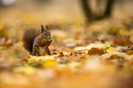 Squirrel. The squirrel was photographed in the Czech Republic. Squirrel is a medium-sized rodent. Inhabiting a wide territory ranging from Western Europe to Eastern Asia. Free nature. Beautiful picturの写真素材