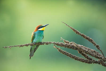 Merops apiaster. Wild nature of Europe. Colorful bird. Beautiful photo. Nature of the Czech...
