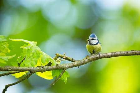Cyanistes caeruleus. Wildlife. Wild nature of Czech. Beautiful picture. Free nature. From bird life. Spring. Blue bird.の写真素材