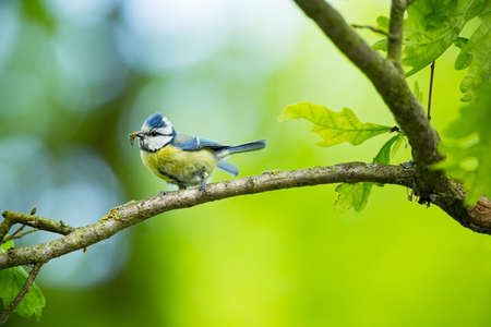 Cyanistes caeruleus. Wildlife. Wild nature of Czech. Beautiful picture. Free nature. From bird life. Spring. Blue bird.の写真素材