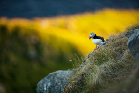 Fratercula arctica. Norway`s wildlife. Beautiful picture. From the life of birds. Free nature. Runde island in Norway.Sandinavian wildlife. North of Europe. Picture. Atlantic Puffin, Fratercula articaの写真素材