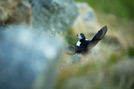 Fratercula arctica. Norway`s wildlife. Beautiful picture. From the life of birds. Free nature. Runde island in Norway.Sandinavian wildlife. North of Europe. Picture. Atlantic Puffin, Fratercula articaの写真素材