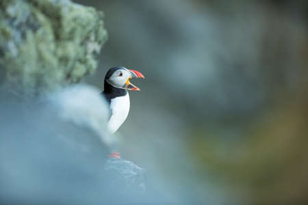 Fratercula arctica. Norway`s wildlife. Beautiful picture. From the life of birds. Free nature. Runde...