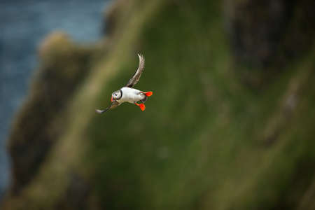 Fratercula arctica. Norway`s wildlife. Beautiful picture. From the life of birds. Free nature. Runde island in Norway.Sandinavian wildlife. North of Europe. Picture. Atlantic Puffin, Fratercula articaの写真素材