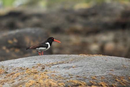 Haematopus ostralegus. Runde Island. Norway`s wildlife. Beautiful picture. From the life of birds. Free nature. Runde Island in Norway. Scandinavian wildlife. North of Europe. Picture. Seashore. A wonの写真素材