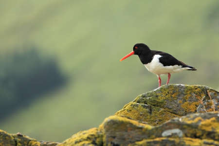 Haematopus ostralegus. Runde Island. Norway`s wildlife. Beautiful picture. From the life of birds. Free nature. Runde Island in Norway. Scandinavian wildlife. North of Europe. Picture. Seashore. A wonの写真素材