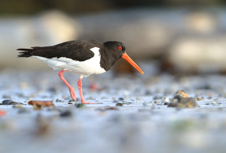 Haematopus ostralegus. Runde Island. Norway`s wildlife. Beautiful picture. From the life of birds. Free nature. Runde Island in Norway. Scandinavian wildlife. North of Europe. Picture. Seashore. A wonの写真素材