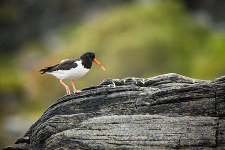 Haematopus ostralegus. Runde Island. Norway`s wildlife. Beautiful picture. From the life of birds. Free nature. Runde Island in Norway. Scandinavian wildlife. North of Europe. Picture. Seashore. A wonの写真素材