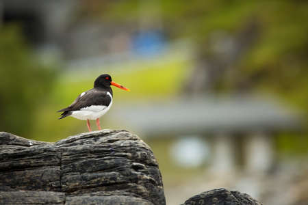 Haematopus ostralegus. Runde Island. Norway`s wildlife. Beautiful picture. From the life of birds. Free nature. Runde Island in Norway. Scandinavian wildlife. North of Europe. Picture. Seashore. A wonの写真素材