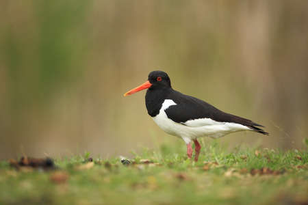Haematopus ostralegus. Runde Island. Norway`s wildlife. Beautiful picture. From the life of birds. Free nature. Runde Island in Norway. Scandinavian wildlife. North of Europe. Picture. Seashore. A wonの写真素材