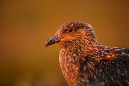 Stercorarius skua. Runde Island. Norway`s wildlife. Beautiful picture. From the life of birds. Free nature. Runde Island in Norway. Scandinavian wildlife. North of Europe. Picture. Seashore. A wonderfの写真素材