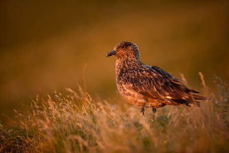 Stercorarius skua. Runde Island. Norway`s wildlife. Beautiful picture. From the life of birds. Free nature. Runde Island in Norway. Scandinavian wildlife. North of Europe. Picture. Seashore. A wonderfの写真素材