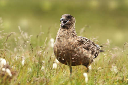 Stercorarius skua. Runde Island. Norway`s wildlife. Beautiful picture. From the life of birds. Free nature. Runde Island in Norway. Scandinavian wildlife. North of Europe. Picture. Seashore. A wonderfの写真素材