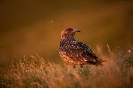 Stercorarius skua. Runde Island. Norway`s wildlife. Beautiful picture. From the life of birds. Free nature. Runde Island in Norway. Scandinavian wildlife. North of Europe. Picture. Seashore. A wonderfの写真素材