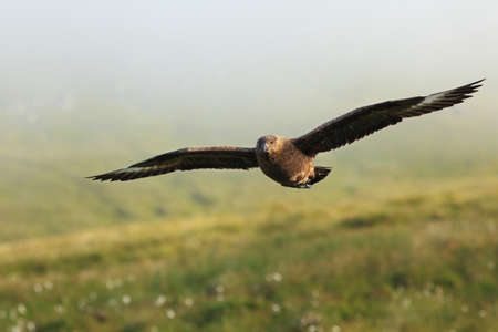 Stercorarius skua. Runde Island. Norway`s wildlife. Beautiful picture. From the life of birds. Free nature. Runde Island in Norway. Scandinavian wildlife. North of Europe. Picture. Seashore. A wonderfの写真素材