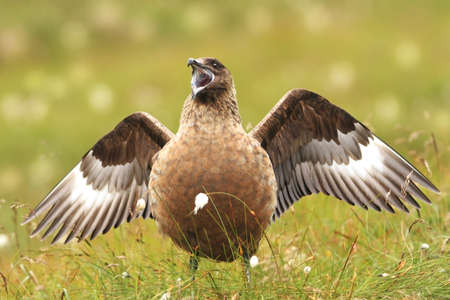 Stercorarius skua. Runde Island. Norway`s wildlife. Beautiful picture. From the life of birds. Free nature. Runde Island in Norway. Scandinavian wildlife. North of Europe. Picture. Seashore. A wonderfの写真素材
