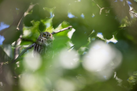 Otus scops. The wild nature of Bulgaria. Free nature. A beautiful picture of nature. Rhodopes. A little bird. Owl on the tree. Mountains in Bulgaria. European wildlife. Madzarovo. River Arda. Common Sの写真素材