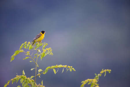 Emberiza melanocephala. The wild nature of Bulgaria. Free nature. A beautiful picture of nature. Rhodopes. A little bird. Mountains in Bulgaria. European wildlife. Madzarovo. River Arda. Bush. Bulgariansの写真素材
