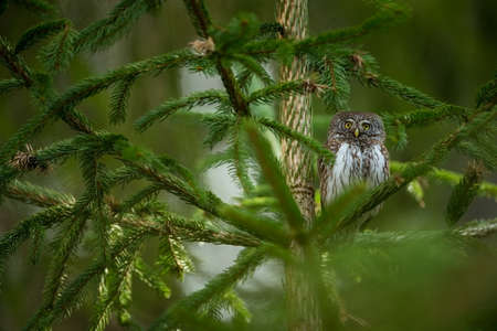 Glaucidium passerinum. It is the smallest owl in Europe. It occurs mainly in northern Europe. But also in Central and Southern Europe. In some mountain areas. Photographed in the Czech Republic. Wildの写真素材