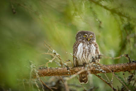 Glaucidium passerinum. It is the smallest owl in Europe. It occurs mainly in northern Europe. But also in Central and Southern Europe. In some mountain areas. Photographed in the Czech Republic. Wildの写真素材