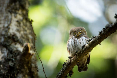 Glaucidium passerinum. It is the smallest owl in Europe. It occurs mainly in northern Europe. But also in Central and Southern Europe. In some mountain areas. Photographed in the Czech Republic. Wildの写真素材