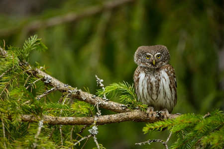 Glaucidium passerinum. It is the smallest owl in Europe. It occurs mainly in northern Europe. But also in Central and Southern Europe. In some mountain areas. Photographed in the Czech Republic. Wildの写真素材