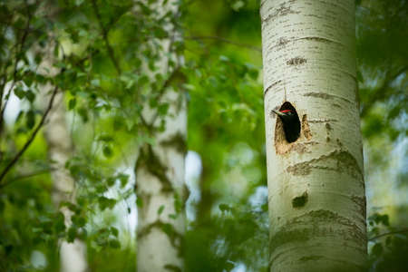 Dryocopus martius. Bird nesting behavior. Woodpecker with chick in the nesting hole. Black woodpecker in the forest. Wildlife scene with black bird in the nature habitat. Czech Republic. Wildlife.の写真素材