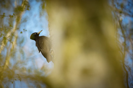 Dryocopus martius. Bird nesting behavior. Woodpecker with chick in the nesting hole. Black woodpecker in the forest. Wildlife scene with black bird in the nature habitat. Czech Republic. Wildlife.の写真素材