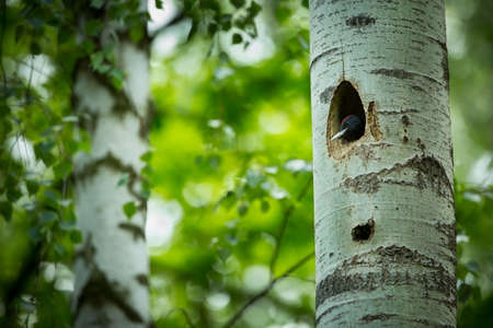 Dryocopus martius. Bird nesting behavior. Woodpecker with chick in the nesting hole. Black woodpecker in the forest. Wildlife scene with black bird in the nature habitat. Czech Republic. Wildlife.の写真素材